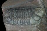 Huge, Cyphaspides Trilobite With Two Austerops - Jorf, Morocco #169645-8
